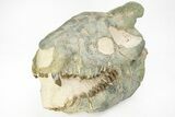 Oreodont (Eporeodon) Skull - South Dakota #217184-5